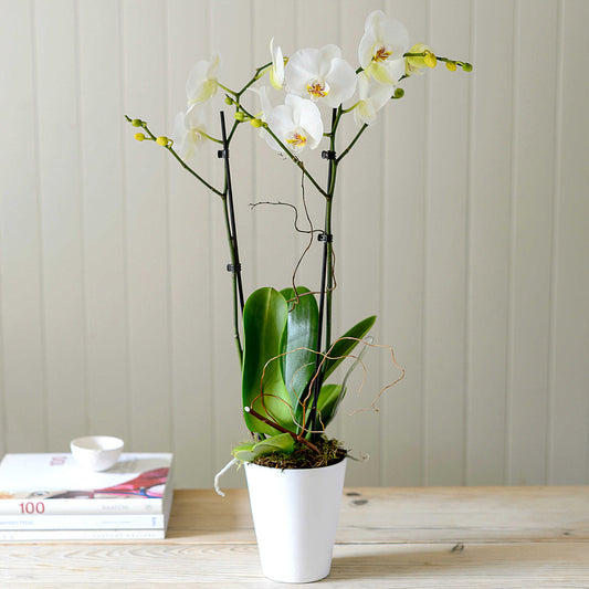 Orchid Plant with Ceramic Pot – Indoor Flowering Plant