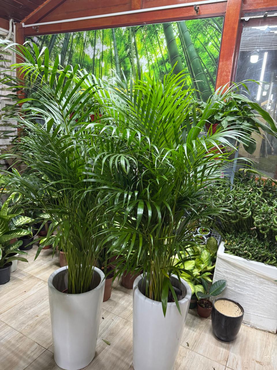 Areca Palm 2 with Ceramic Pot - Indoor Plant