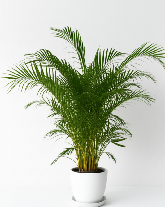 Areca Palm with Ceramic Pot - Indoor