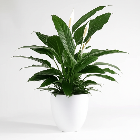 Peace Lily with Ceramic Pot Plant – Indoor Air-Purifying Plant