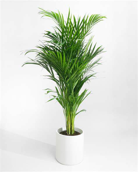 Areca Palm with Ceramic Pot - Indoor Plant
