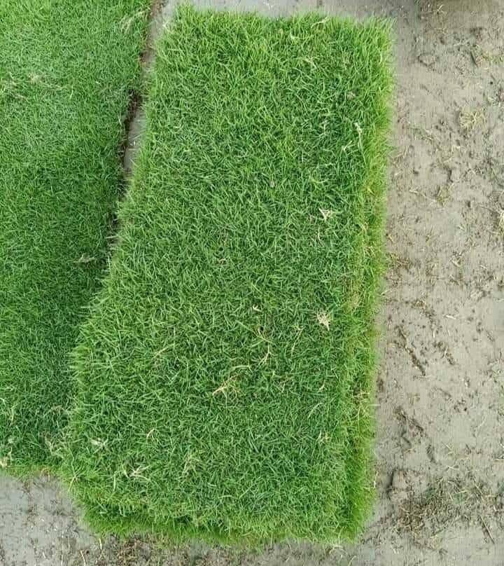 Natural Grass Carpet – Real Grass Supply & Installation