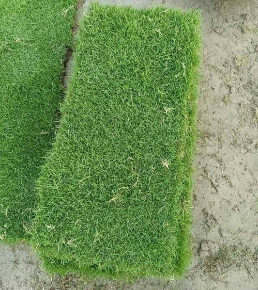 Natural Grass Carpet – Real Grass Supply & Installation