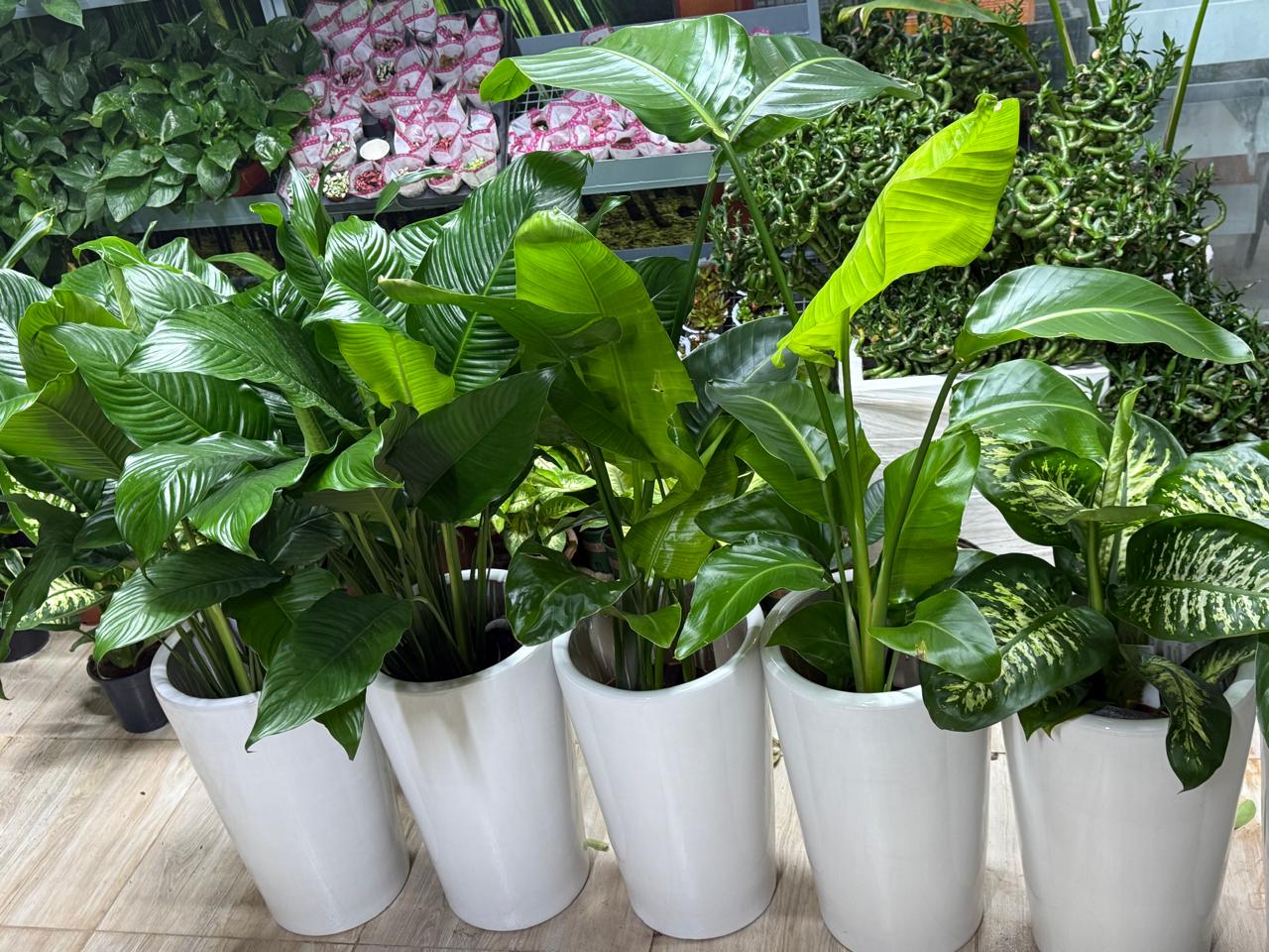 Indoor Plants Combo Bundle
